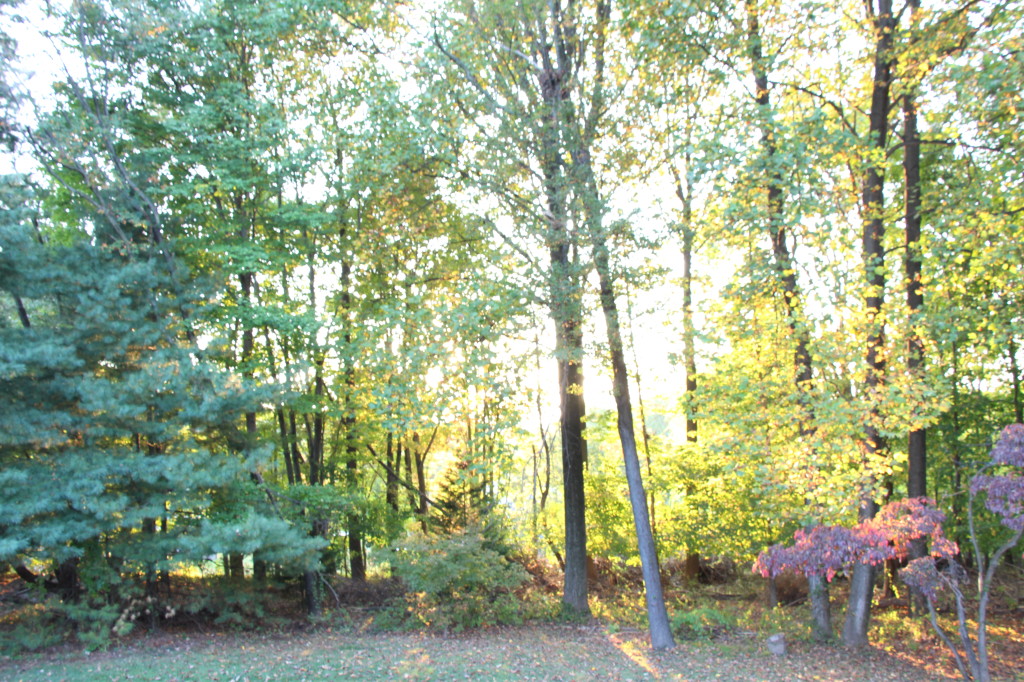 View from our back deck